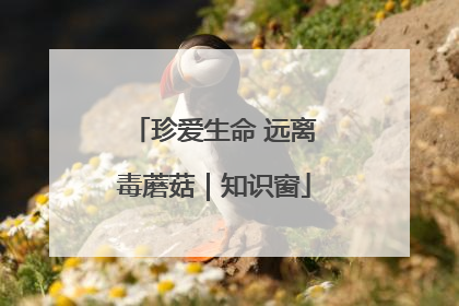 珍爱生命 远离毒蘑菇｜知识窗