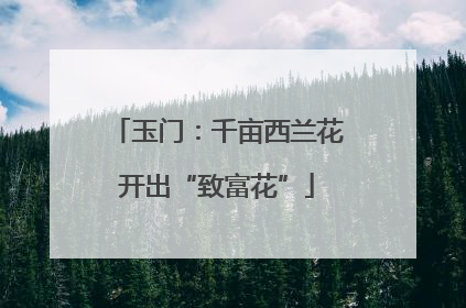 玉门：千亩西兰花开出“致富花”