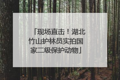 现场直击！湖北竹山护林员实拍国家二级保护动物