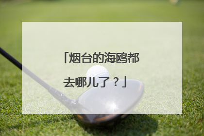 烟台的海鸥都去哪儿了？