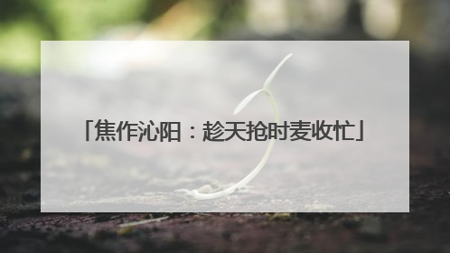 焦作沁阳：趁天抢时麦收忙