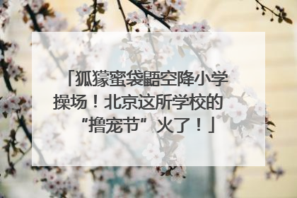 狐獴蜜袋鼯空降小学操场！北京这所学校的“撸宠节”火了！