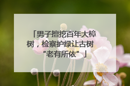 男子擅挖百年大樟树，检察护绿让古树“老有所依”