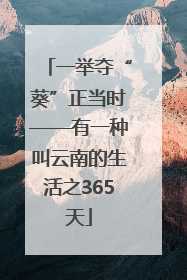一举夺“葵”正当时——有一种叫云南的生活之365天