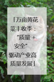 万亩黄花菜丰收季：“质量 + 安全” 驱动产业高质量发展