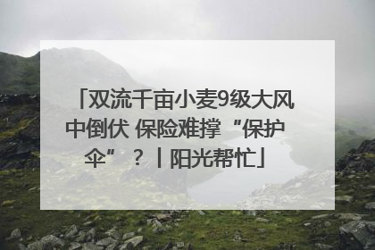 双流千亩小麦9级大风中倒伏 保险难撑“保护伞”？丨阳光帮忙