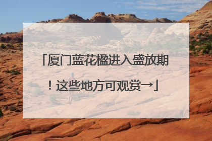 厦门蓝花楹进入盛放期！这些地方可观赏→