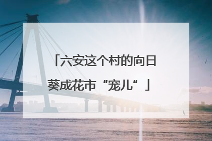 六安这个村的向日葵成花市“宠儿”