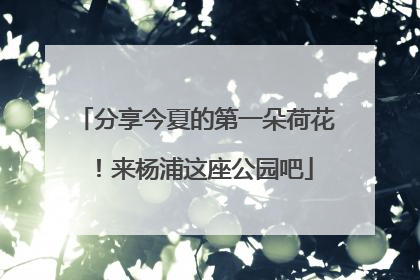分享今夏的第一朵荷花！来杨浦这座公园吧