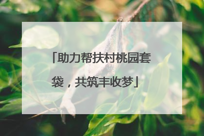 助力帮扶村桃园套袋，共筑丰收梦