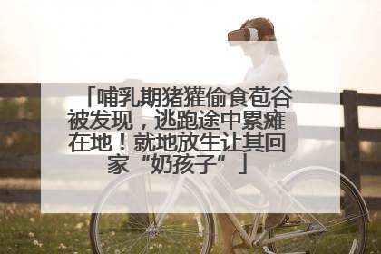 哺乳期猪獾偷食苞谷被发现，逃跑途中累瘫在地！就地放生让其回家“奶孩子”