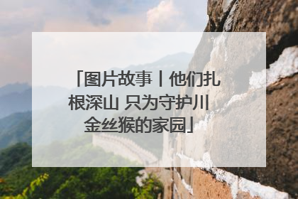 图片故事丨他们扎根深山 只为守护川金丝猴的家园