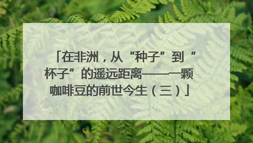 在非洲，从“种子”到“杯子”的遥远距离——一颗咖啡豆的前世今生（三）
