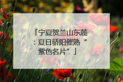 宁夏贺兰山东麓：夏日骄阳催熟“紫色名片”
