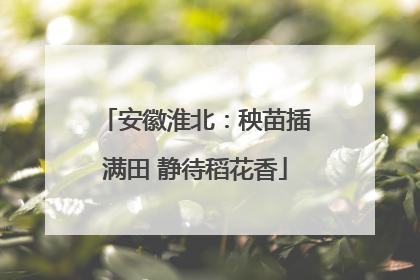 安徽淮北：秧苗插满田 静待稻花香