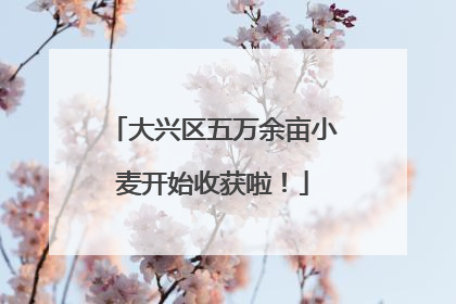 大兴区五万余亩小麦开始收获啦！
