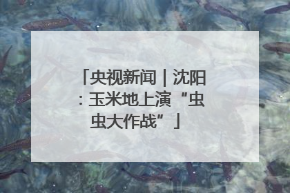 央视新闻｜沈阳：玉米地上演“虫虫大作战”