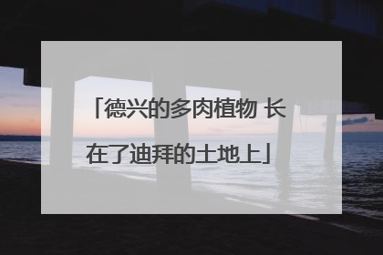 德兴的多肉植物 长在了迪拜的土地上
