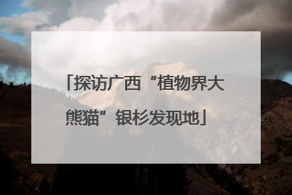 探访广西“植物界大熊猫”银杉发现地