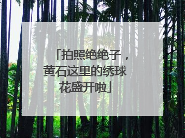 拍照绝绝子，黄石这里的绣球花盛开啦