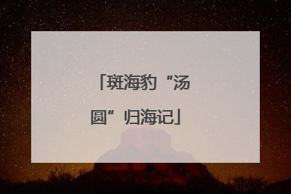 斑海豹“汤圆”归海记