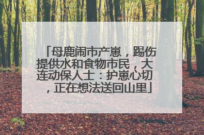 母鹿闹市产崽，踢伤提供水和食物市民，大连动保人士：护崽心切，正在想法送回山里