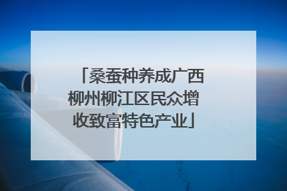桑蚕种养成广西柳州柳江区民众增收致富特色产业