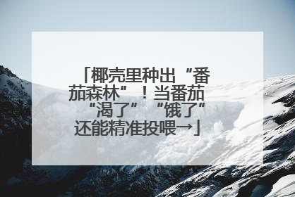 椰壳里种出“番茄森林”！当番茄“渴了”“饿了”还能精准投喂→