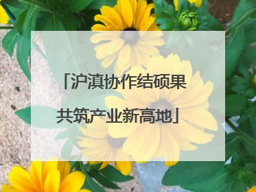 沪滇协作结硕果 共筑产业新高地