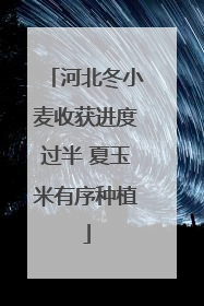河北冬小麦收获进度过半 夏玉米有序种植
