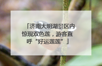 济南大明湖景区内惊现双色莲，游客直呼“好运莲莲”