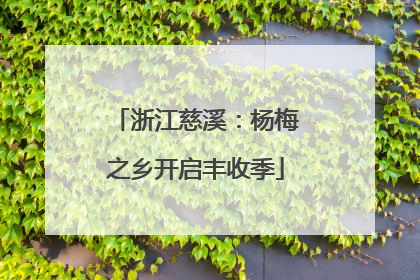 浙江慈溪：杨梅之乡开启丰收季