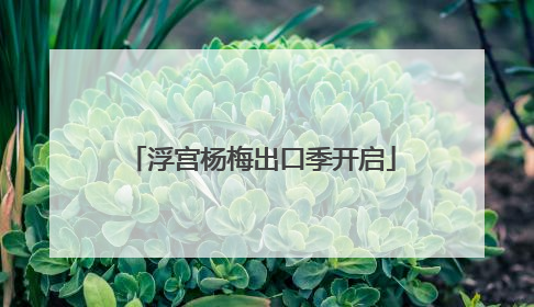 浮宫杨梅出口季开启