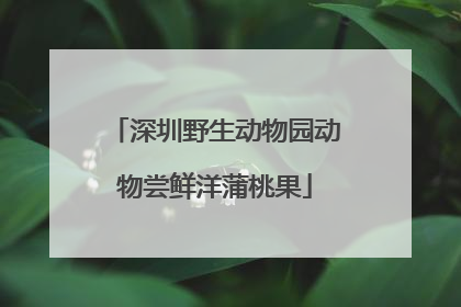 深圳野生动物园动物尝鲜洋蒲桃果
