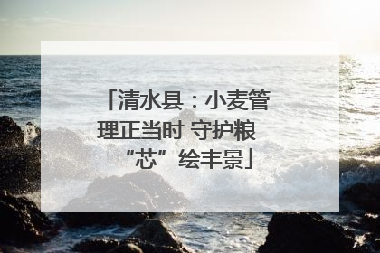清水县：小麦管理正当时 守护粮“芯”绘丰景