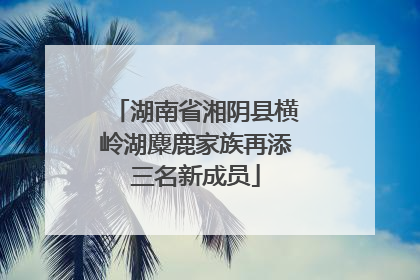 湖南省湘阴县横岭湖麋鹿家族再添三名新成员