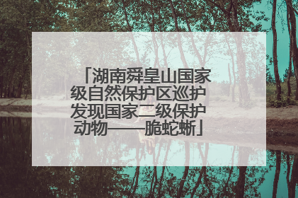 湖南舜皇山国家级自然保护区巡护发现国家二级保护动物——脆蛇蜥