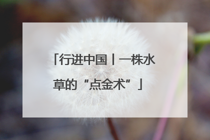 行进中国丨一株水草的“点金术”