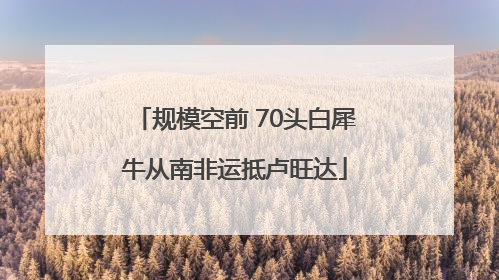 规模空前 70头白犀牛从南非运抵卢旺达
