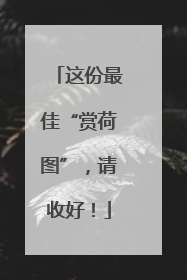 这份最佳“赏荷图”，请收好！