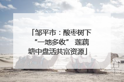 邹平市：酸枣树下“一地多收” 莲藕塘中盘活共富资源