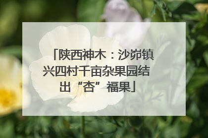 陕西神木：沙峁镇兴四村千亩杂果园结出“杏”福果