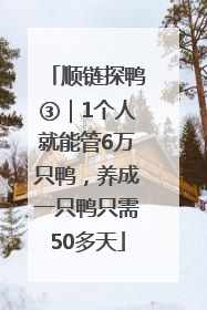 顺链探鸭③｜1个人就能管6万只鸭，养成一只鸭只需50多天