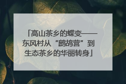 高山茶乡的蝶变——东风村从“鹧鸪营”到生态茶乡的华丽转身