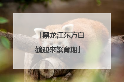 黑龙江东方白鹳迎来繁育期