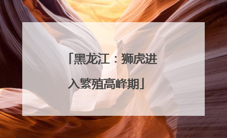 黑龙江：狮虎进入繁殖高峰期