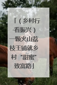 （乡村行·看振兴）一颗火山荔枝王铺就乡村“甜蜜”致富路